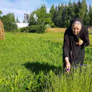 Lintulan nunna Nektaria tarkastelee lipstikkaviljelmää luostarin kasvimaalla elokuussa 2022