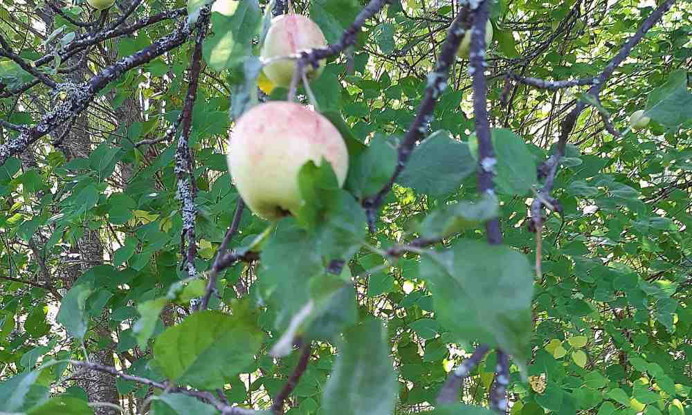 Pyhän Johannes Sonkajanrantalaisen omenapuu