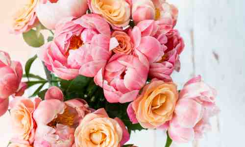 Ruusu-pioni -kukkakimppu vaaleanpunaisen eri sävyissä